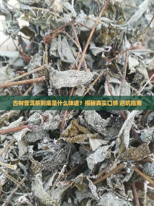 古树的普洱茶是什么味道的