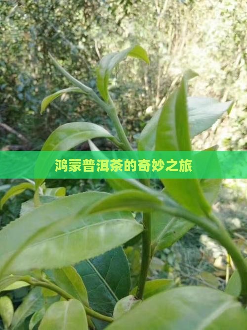 百家号鸿蒙普洱茶