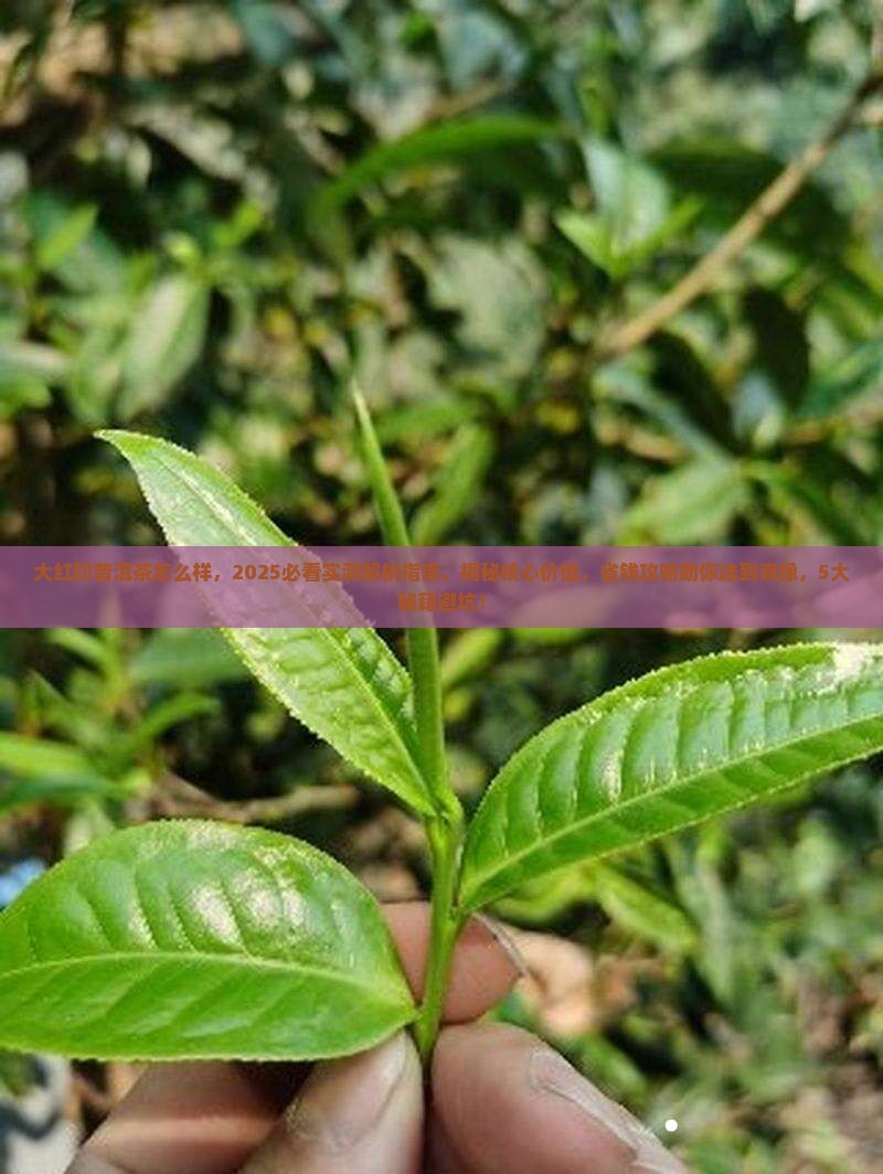大红印普洱茶怎么样