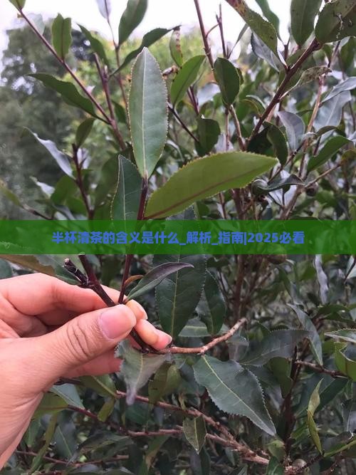 半杯清茶的含义是什么