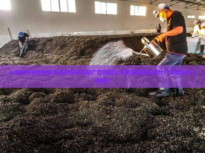 普洱小青柑茶的价钱