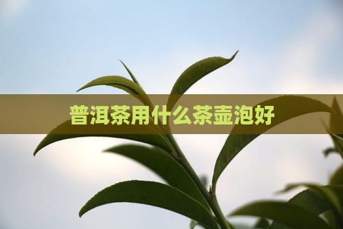 泡普洱茶的什么茶壶泡好 泡普洱茶的什么茶壶泡好