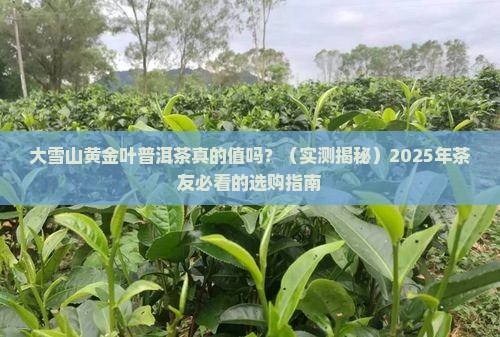 大雪山黄金叶普洱茶的特点