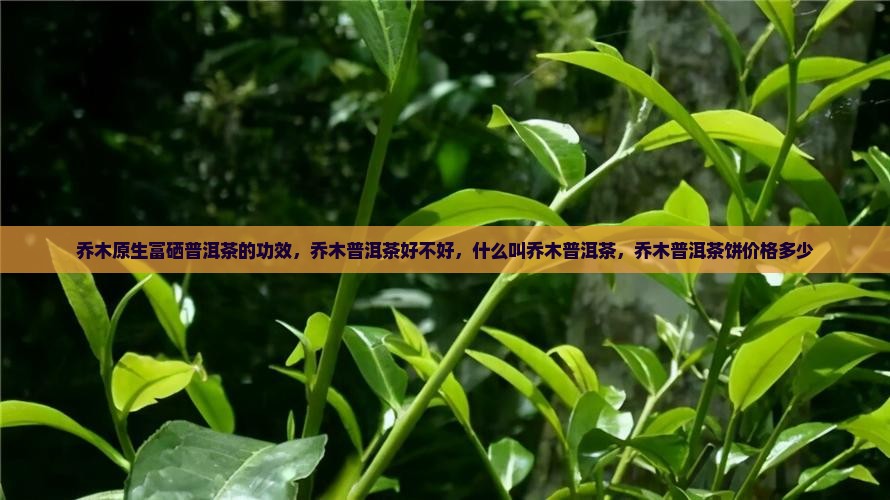 乔木原生富硒普洱茶的功效
