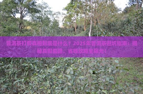 普洱茶打假后续
