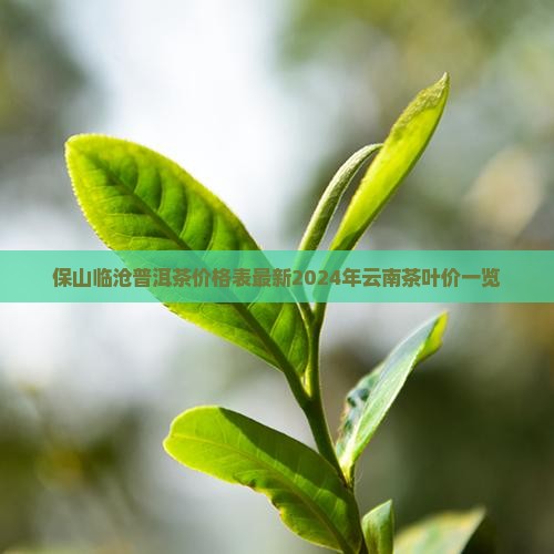 保山临沧普洱茶价格表