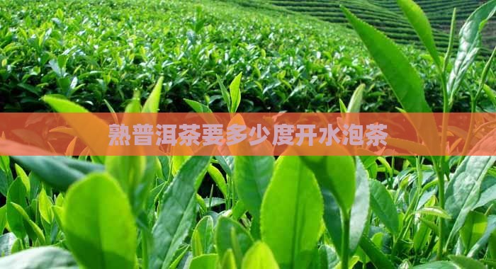 熟普洱茶要多少度开水泡茶