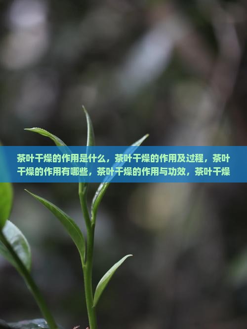 茶叶干燥的作用