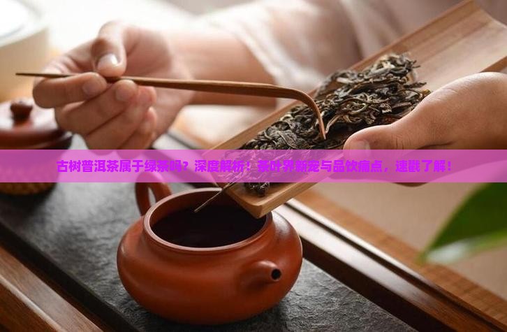 古树普洱茶属于绿茶吗
