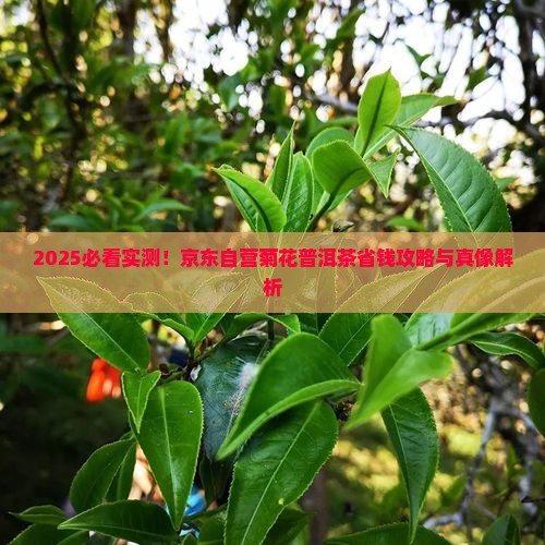 京东自营菊花普洱茶