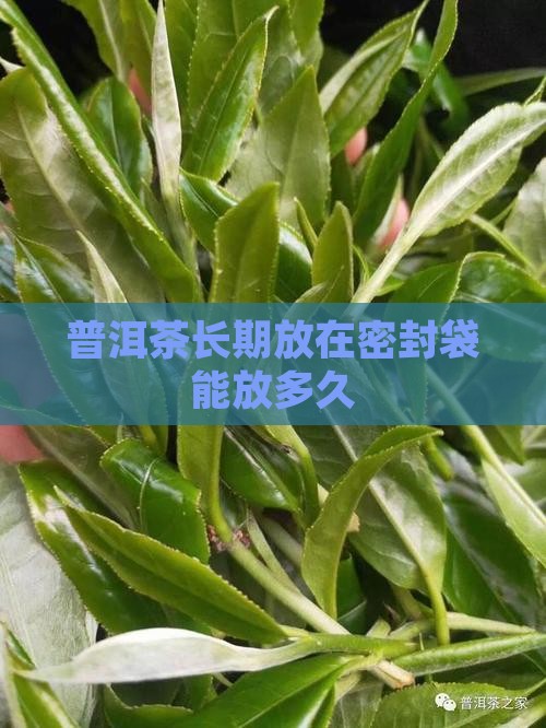 普洱茶长期放在密封袋能放多久
