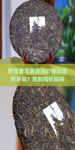 野生普洱茶芽孢价格