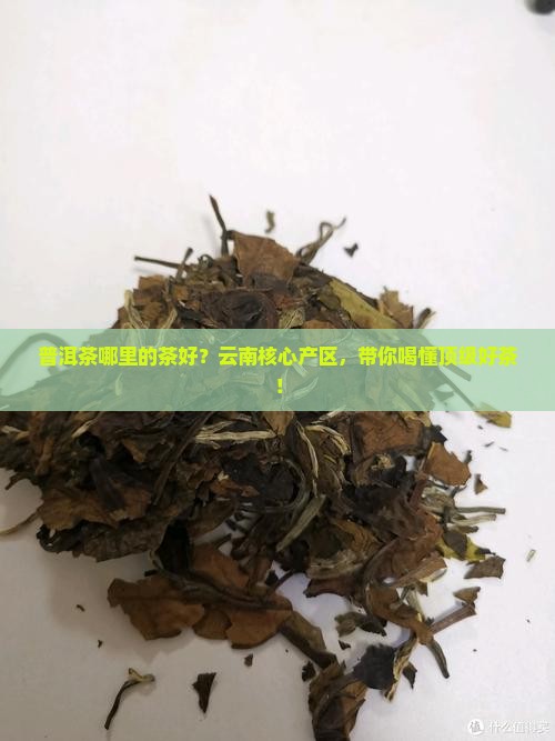 普洱茶哪里的茶好