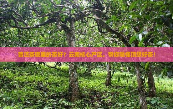 普洱茶哪里的茶好