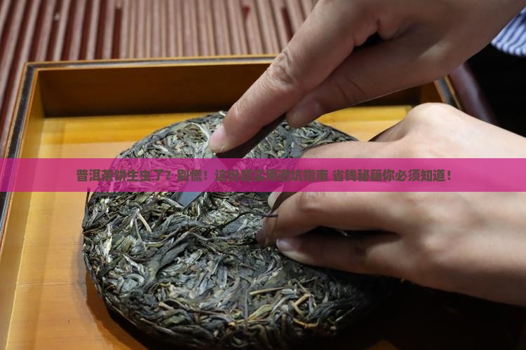 普洱茶饼生虫了怎么处理