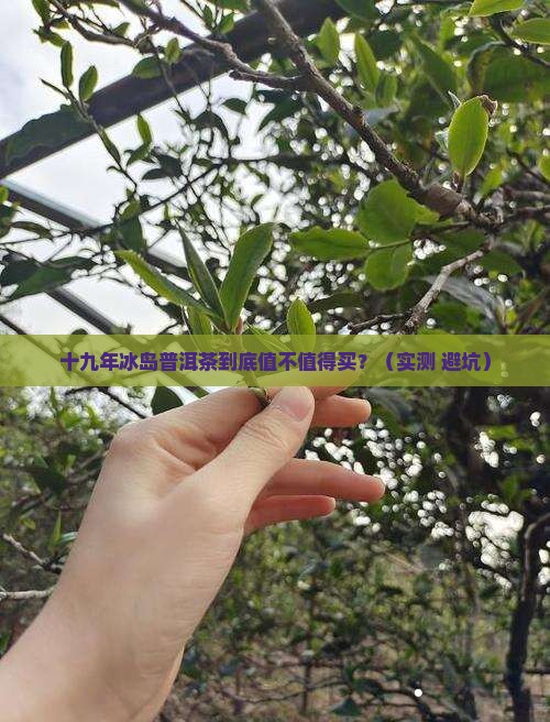 十九年冰岛普洱茶