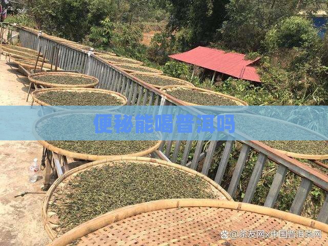 便秘能喝普洱吗