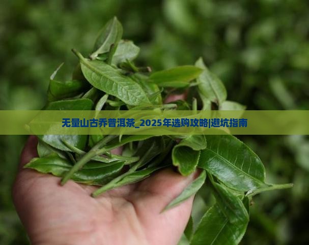 无量山古乔普洱茶