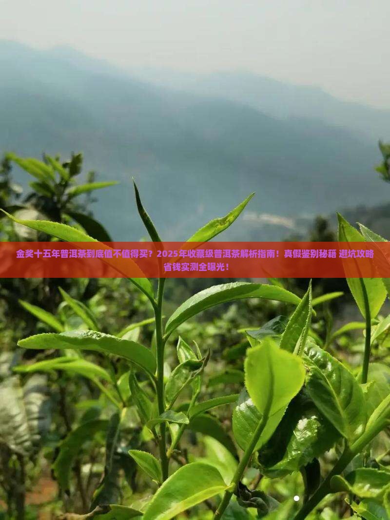 金奖十五年普洱茶