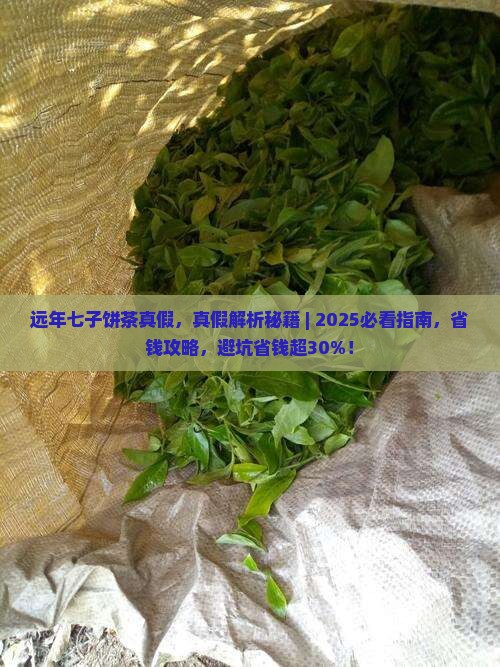 远年七子饼茶真假