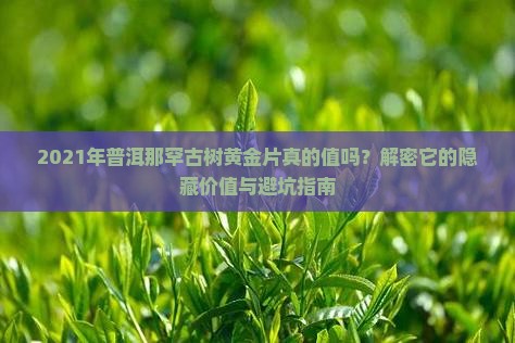 2021年普洱那罕古树黄金片