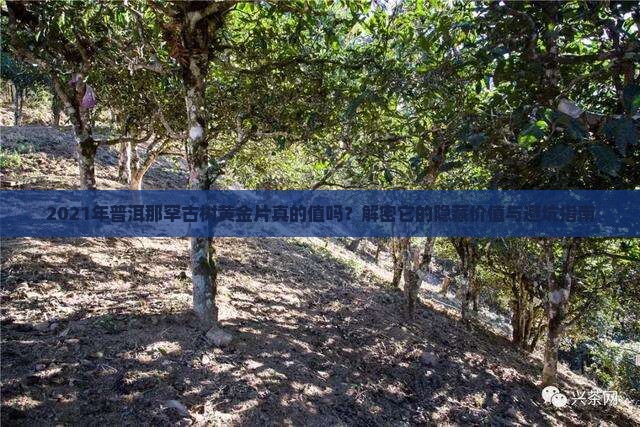 2021年普洱那罕古树黄金片
