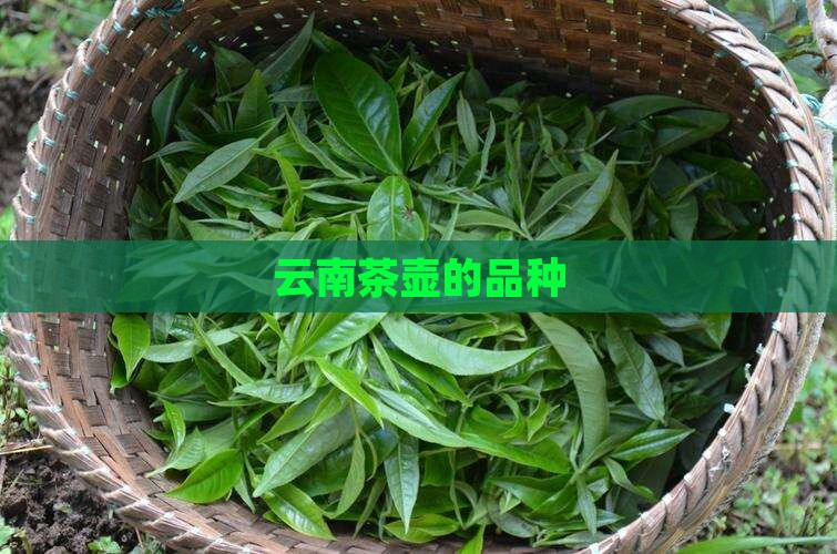 云南茶壶的品种
