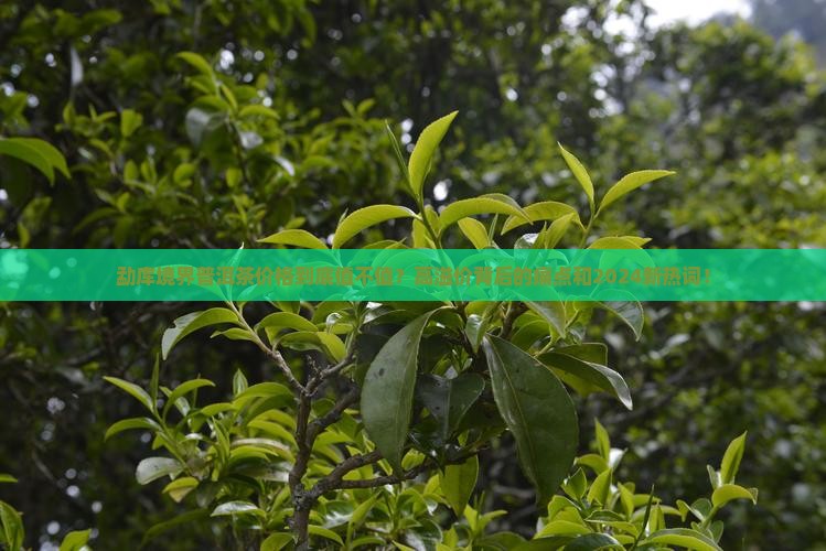 勐库境界普洱茶价格