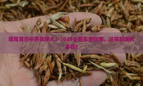 摆尾箐古树茶特点