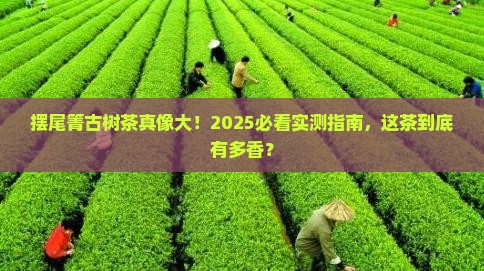 摆尾箐古树茶特点