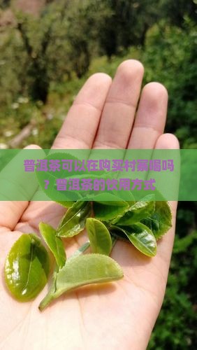 普洱茶可以在购买村寨喝吗