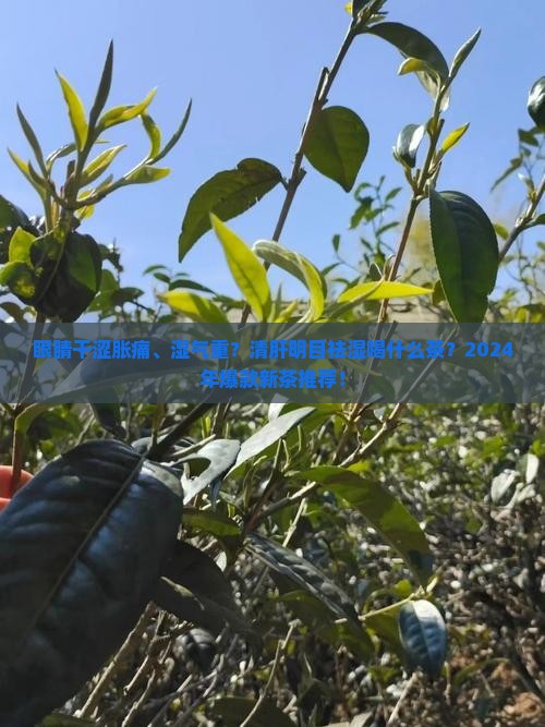 清肝明目祛湿喝什么茶