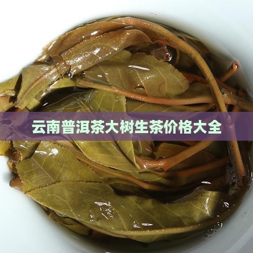 云南普洱茶大树生茶