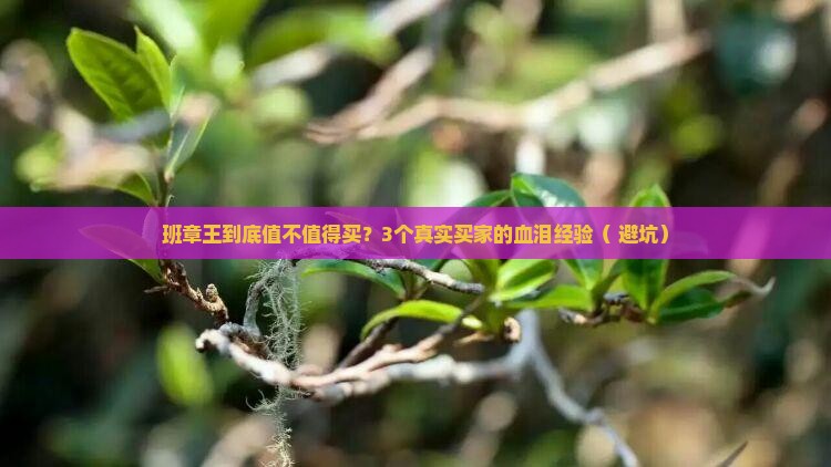 珍好境界普洱茶班章王