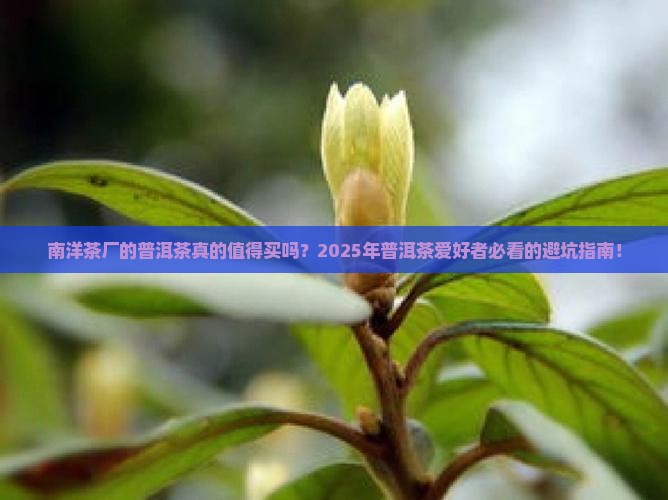 南洋茶厂的普洱茶好吗值得买吗