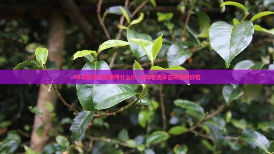 96年班章古树茶砖什么价