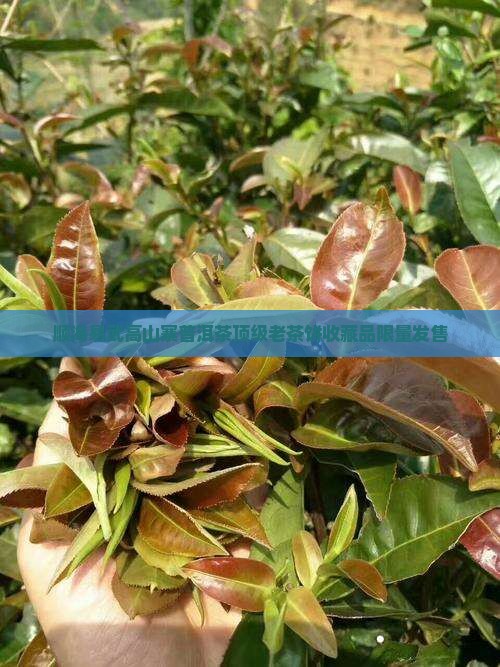 顺海易武高山寨普洱茶