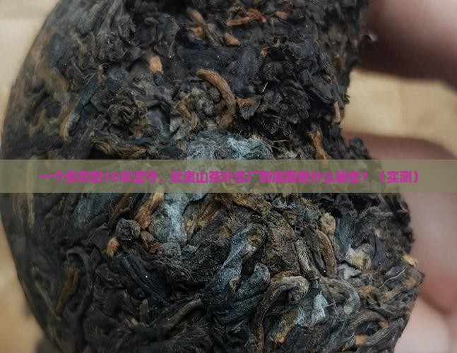 武夷山茶叶总厂的历史