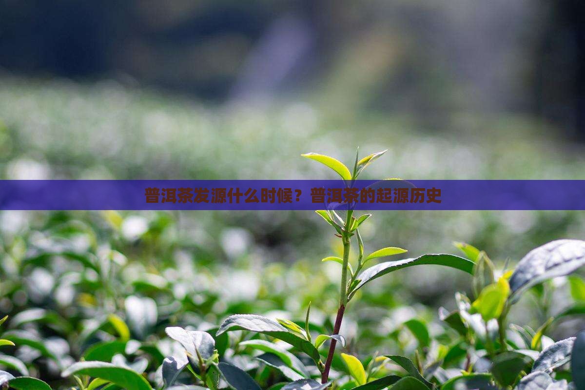 普洱茶发源什么时候