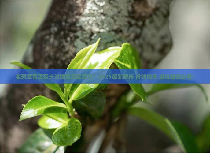 老班章普洱茶长治哪儿有卖