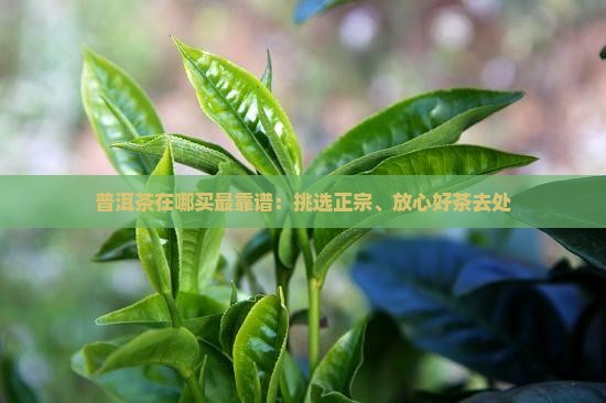 普洱茶在哪买最靠谱：挑选正宗、放心好茶去处