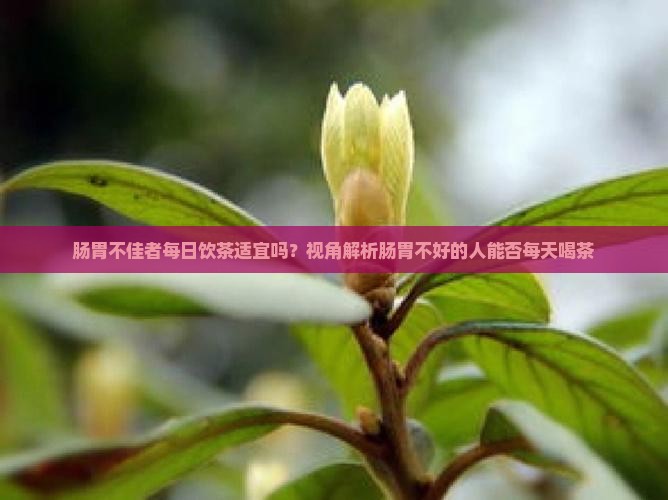 肠胃不佳者每日饮茶适宜吗？视角解析肠胃不好的人能否每天喝茶