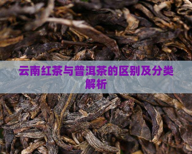 云南红茶与普洱茶的区别及分类解析