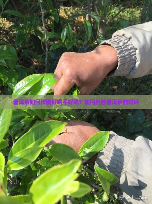普洱茶如何辨别好喝不好喝?如何判断普洱茶的好坏 普洱茶如何辨别好喝不好喝?如何判断普洱茶的好坏