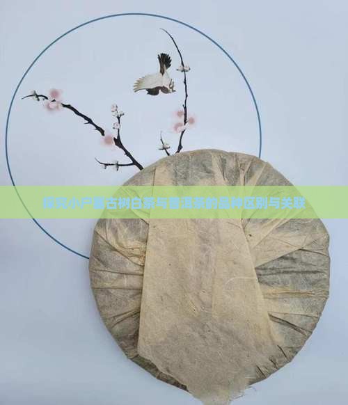 探究小户塞古树白茶与普洱茶的品种区别与关联 探究小户塞古树白茶与普洱茶的品种区别与关联