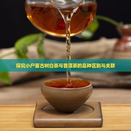 探究小户塞古树白茶与普洱茶的品种区别与关联 探究小户塞古树白茶与普洱茶的品种区别与关联