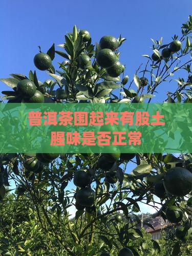 普洱茶围起来有股土腥味是否正常