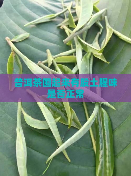 普洱茶围起来有股土腥味是否正常