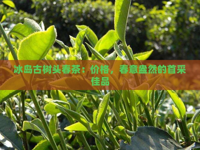 冰岛古树头春茶：价格，春意盎然的首采佳品