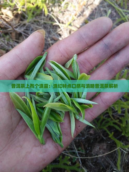 普洱茶上有个滇益：滇红特点口感与滇略普洱茶解析